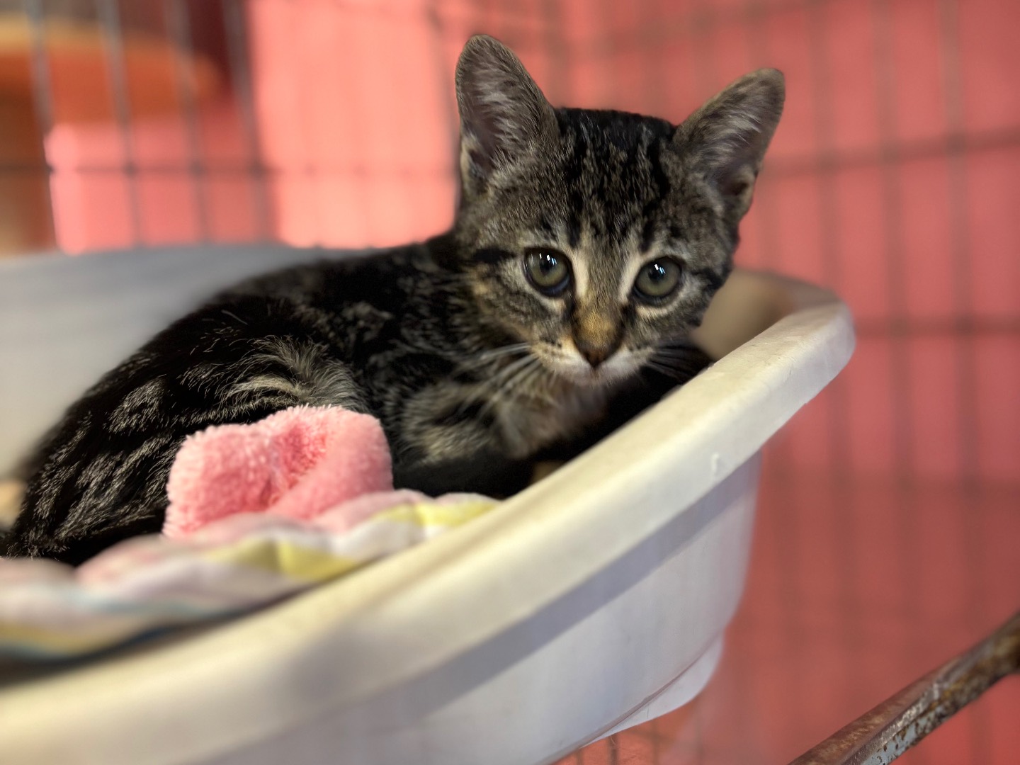 Adozione gatto, maschio, Razza sconosciuta Razza sconosciuta, 1 mesi, taglia non valida, Brescia