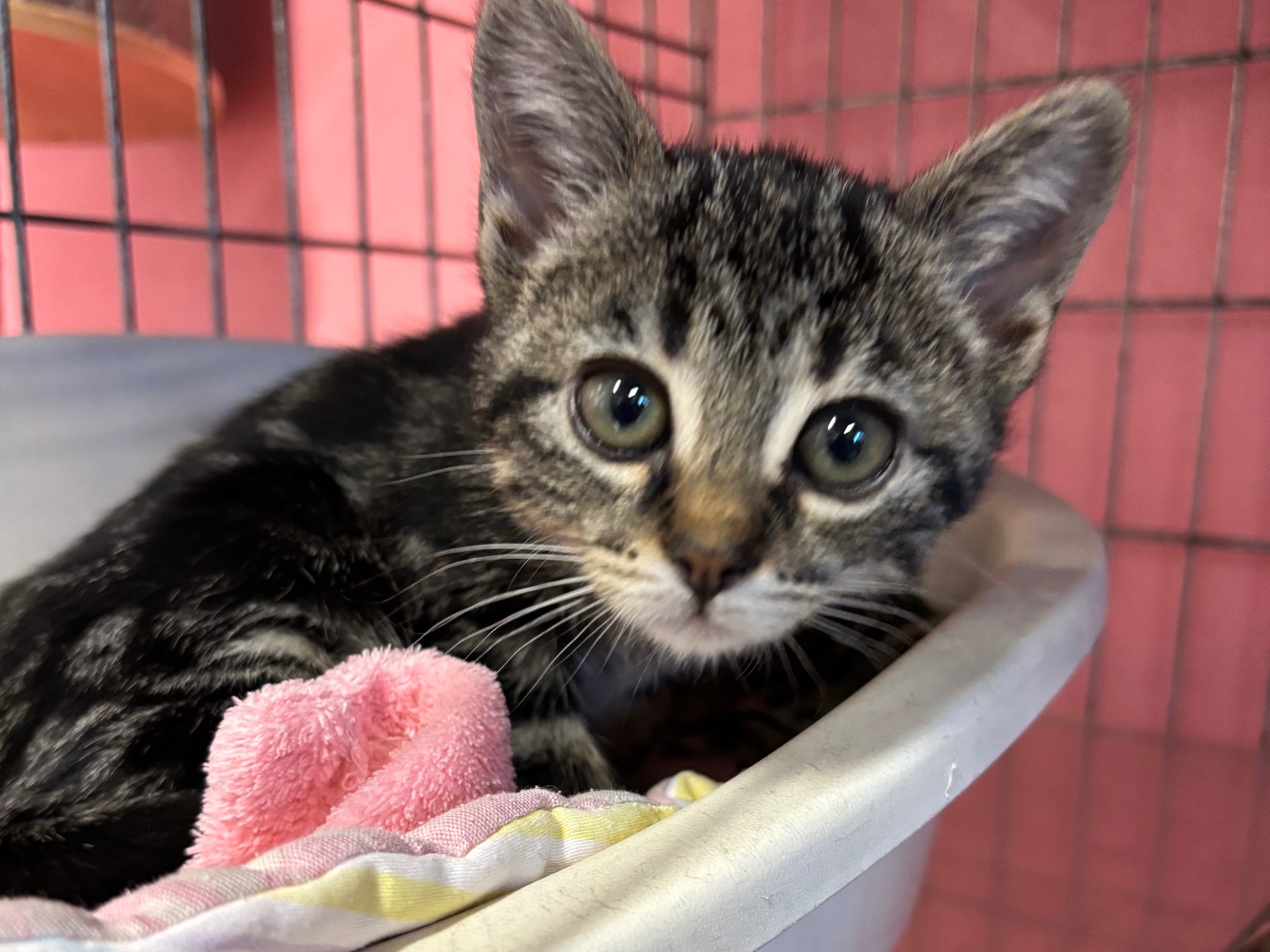 Adotta un gatto, maschio, 1 mesi, Brescia