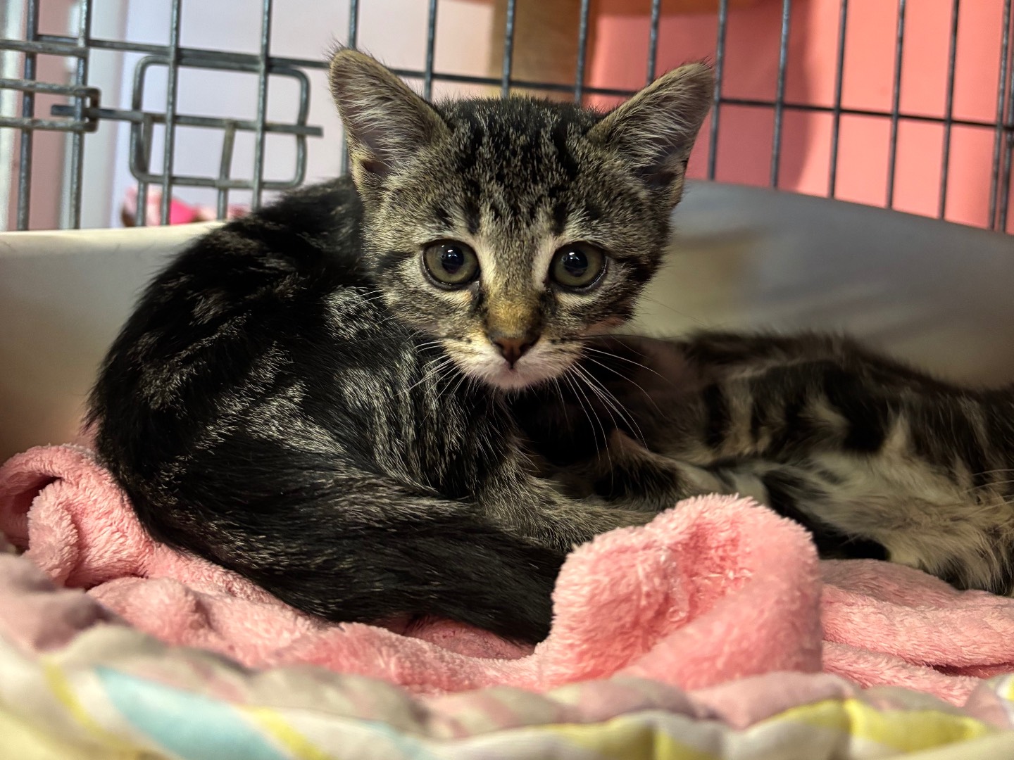 Adotta un gatto, taglia non valida, maschio, Brescia