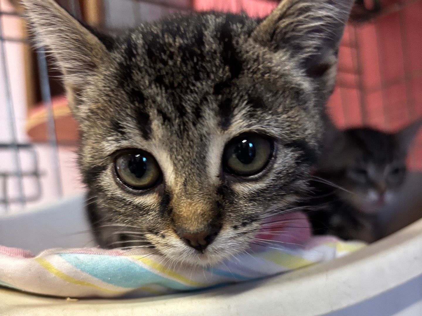 Adozione gatto, femmina, Razza sconosciuta Razza sconosciuta, 1 mesi, taglia non valida, Brescia