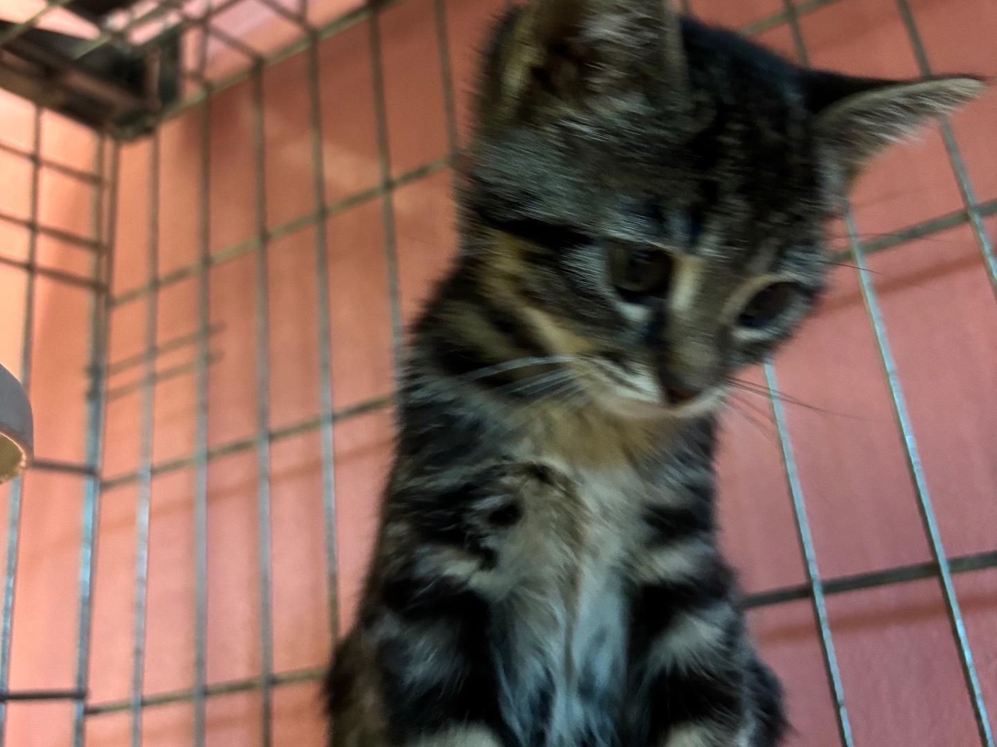 Adotta un gatto, femmina, 1 mesi, Brescia