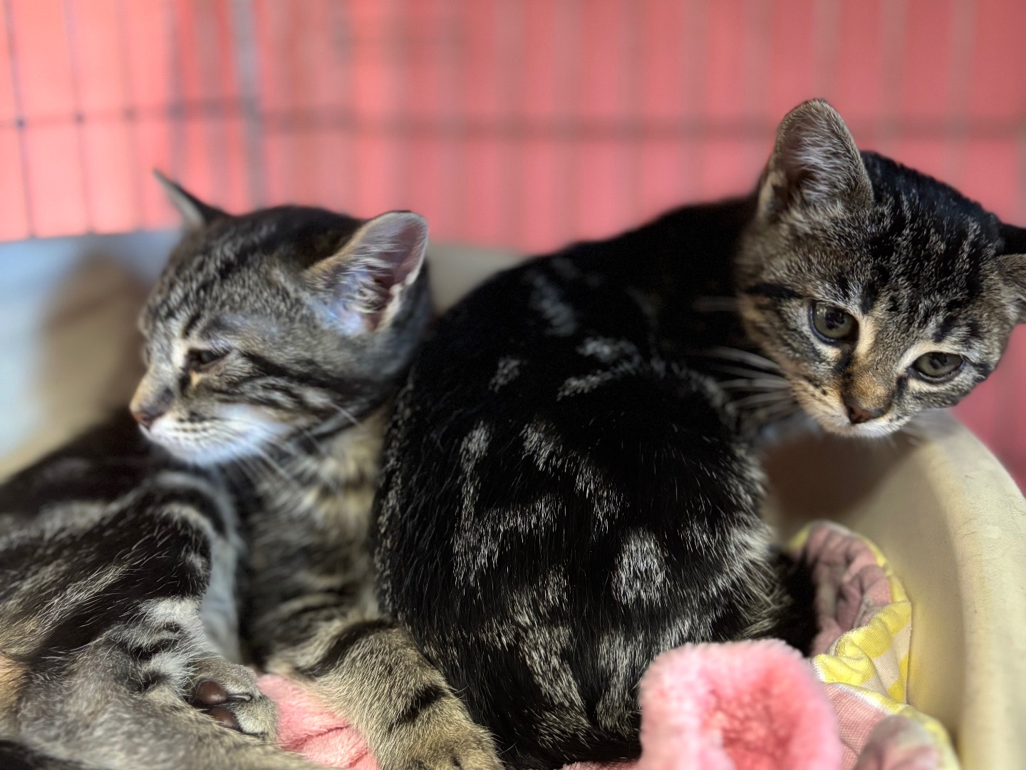 Adotta un gatto, taglia non valida, femmina, Brescia