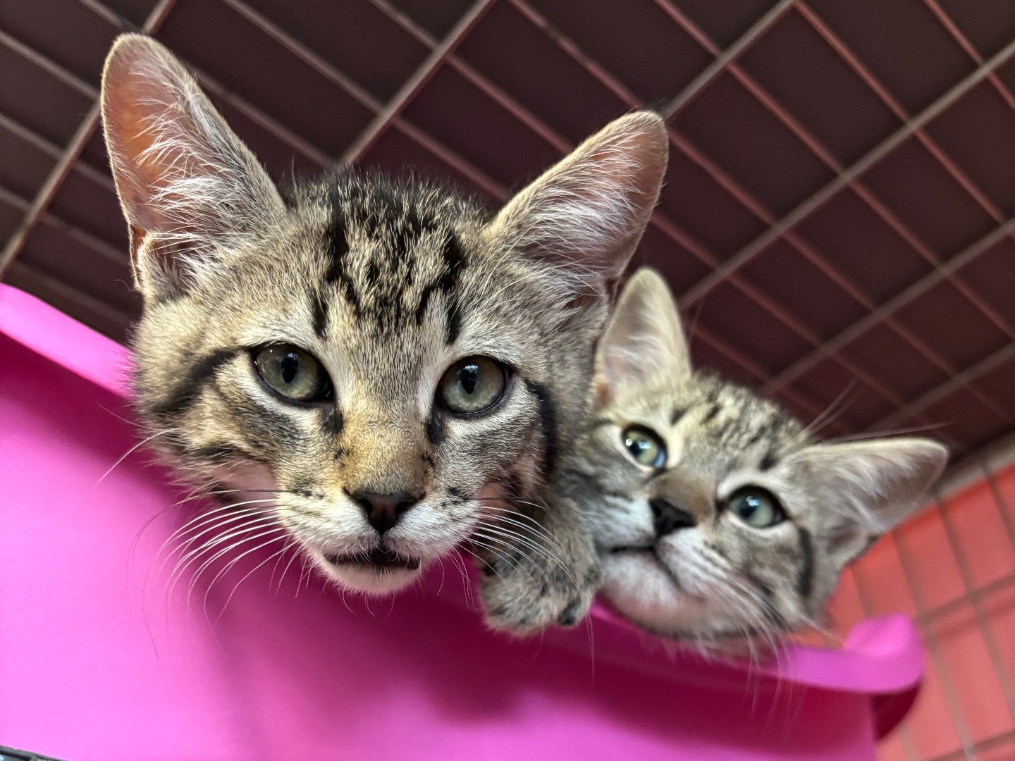 Adozione gatto, maschio, Razza sconosciuta Razza sconosciuta, 1 mesi, taglia non valida, Brescia