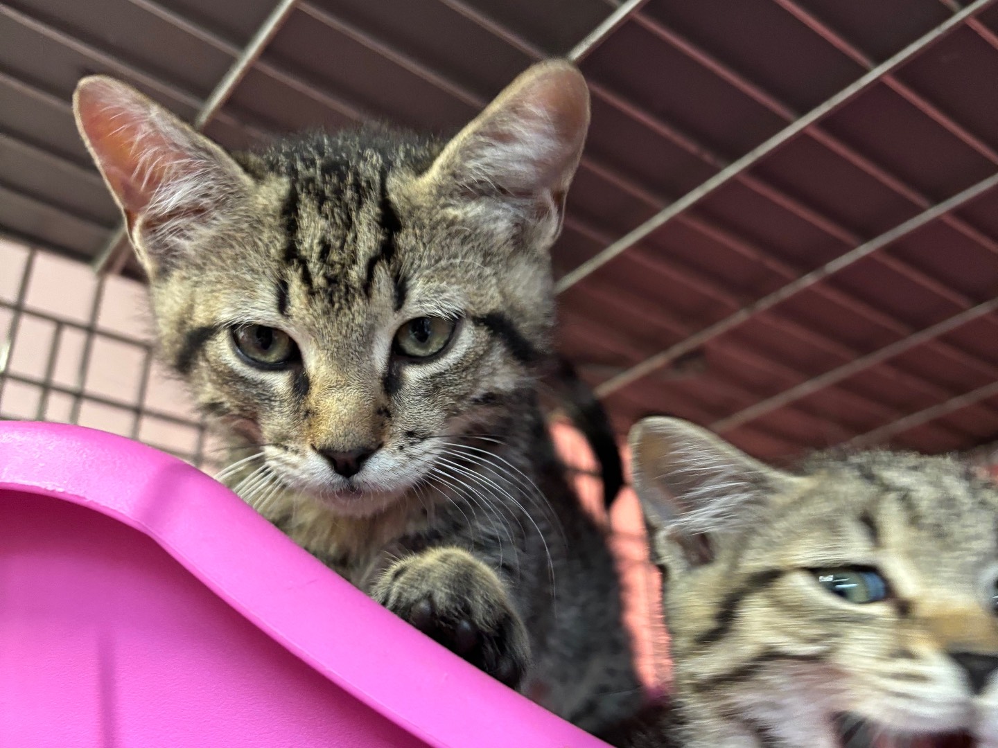 Adotta un gatto, taglia non valida, maschio, Brescia