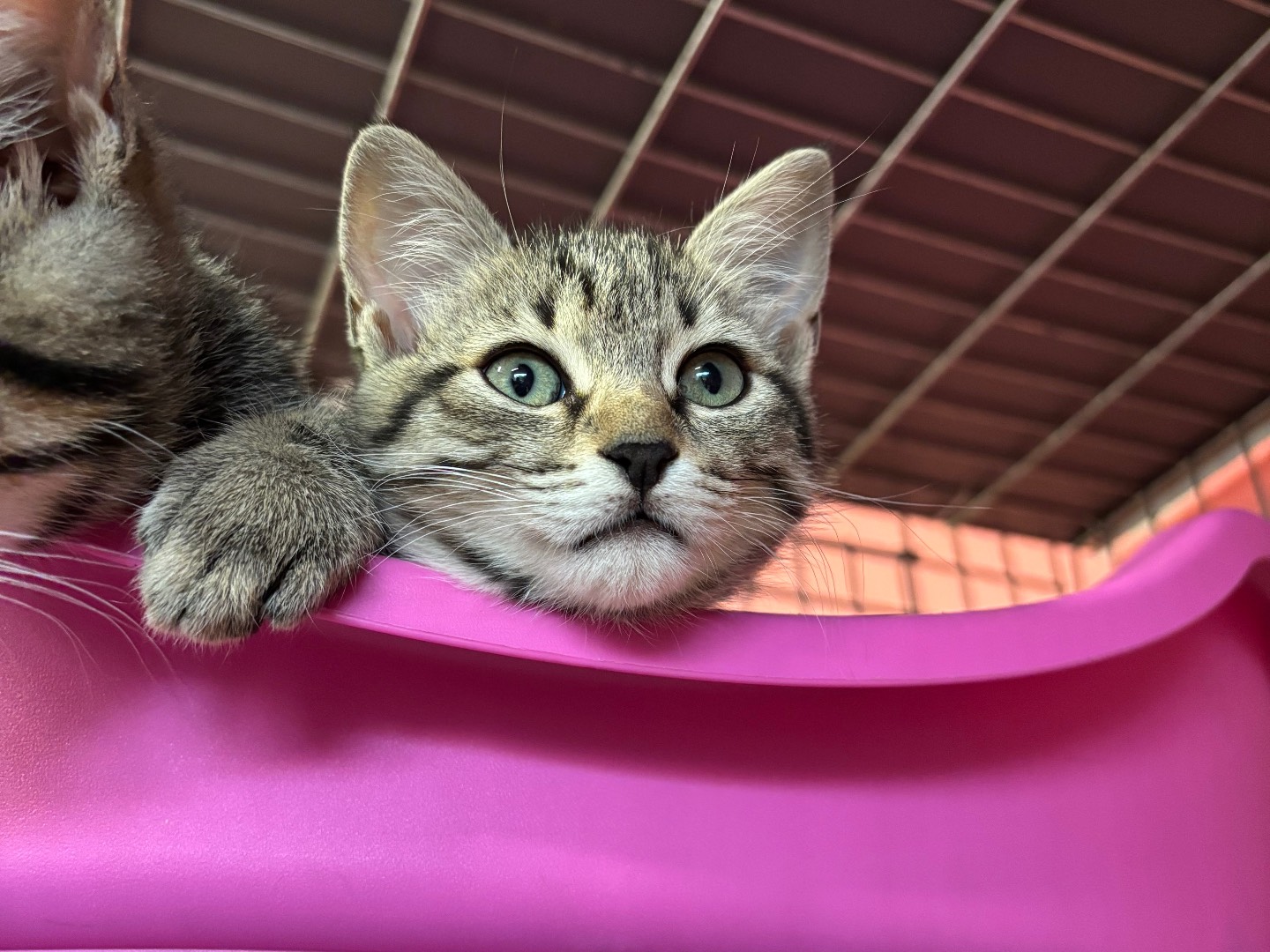 Adozione gatto, femmina, Razza sconosciuta Razza sconosciuta, 2 mesi, taglia non valida, Brescia