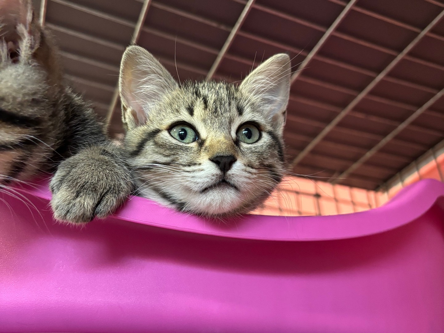 Adotta un gatto, femmina, 2 mesi, Brescia