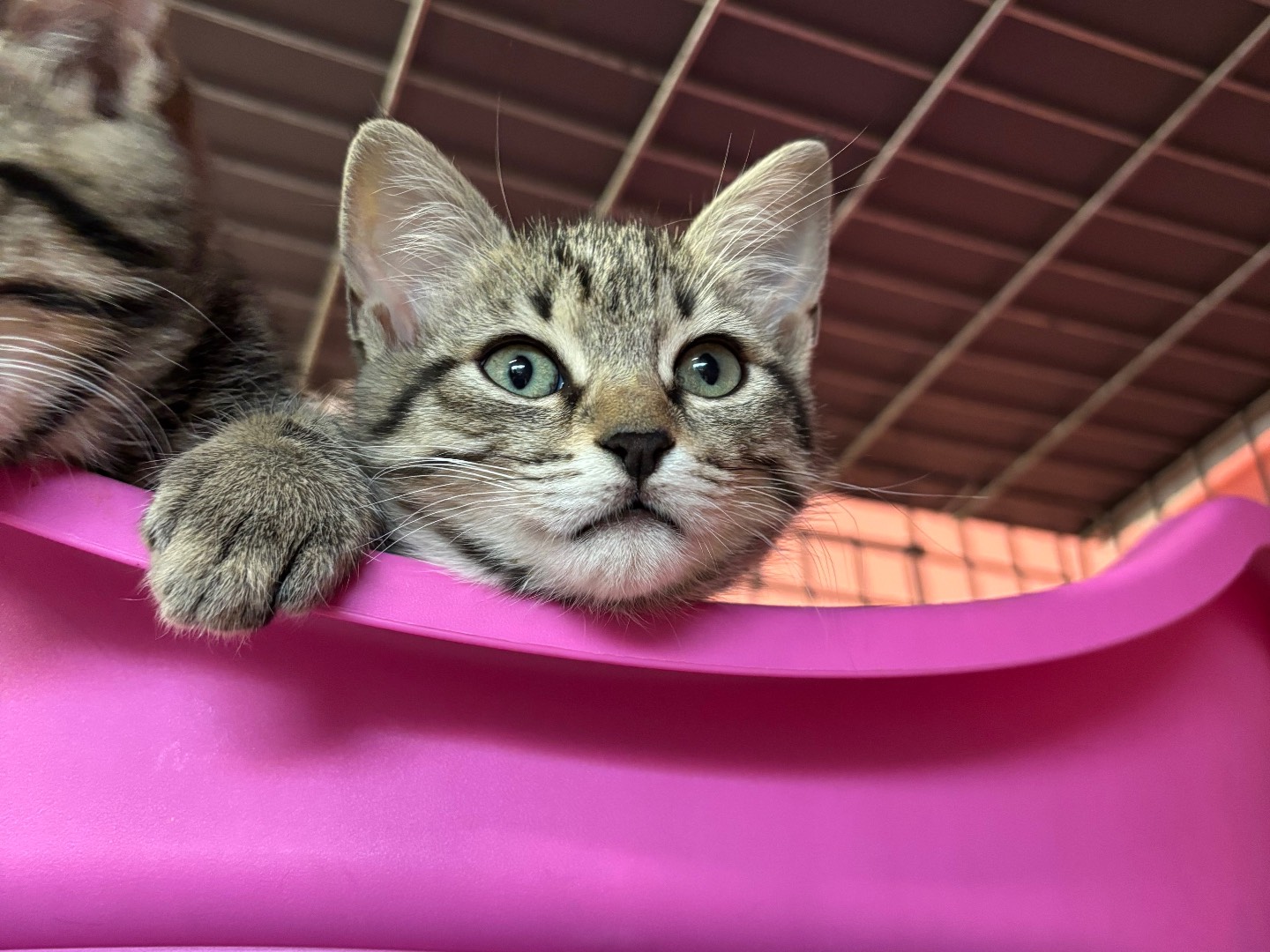 Adotta un gatto, taglia non valida, femmina, Brescia