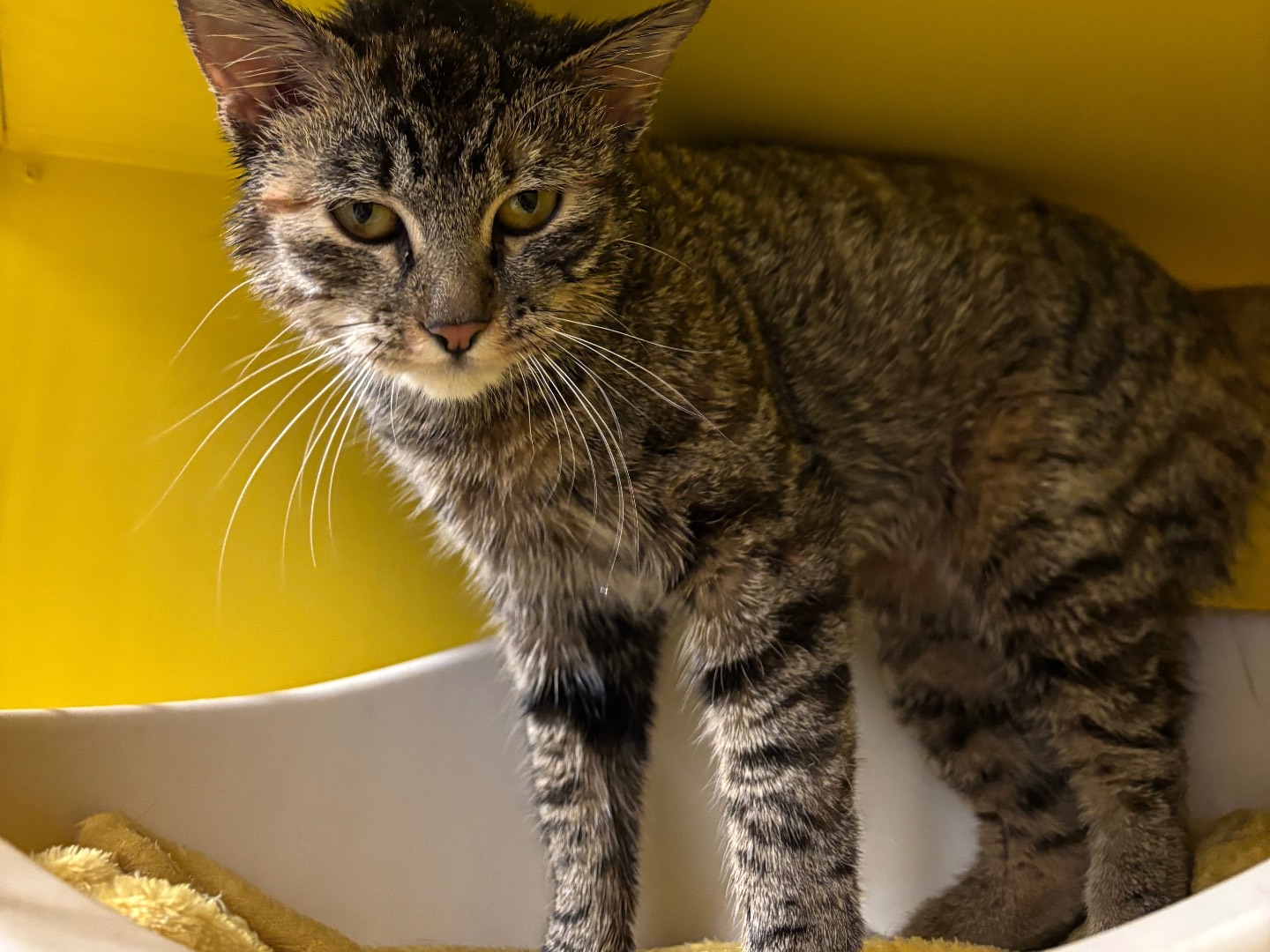 Adozione gatto, femmina, Razza sconosciuta Razza sconosciuta, 1 anno e 2 mesi, taglia non valida, Brescia