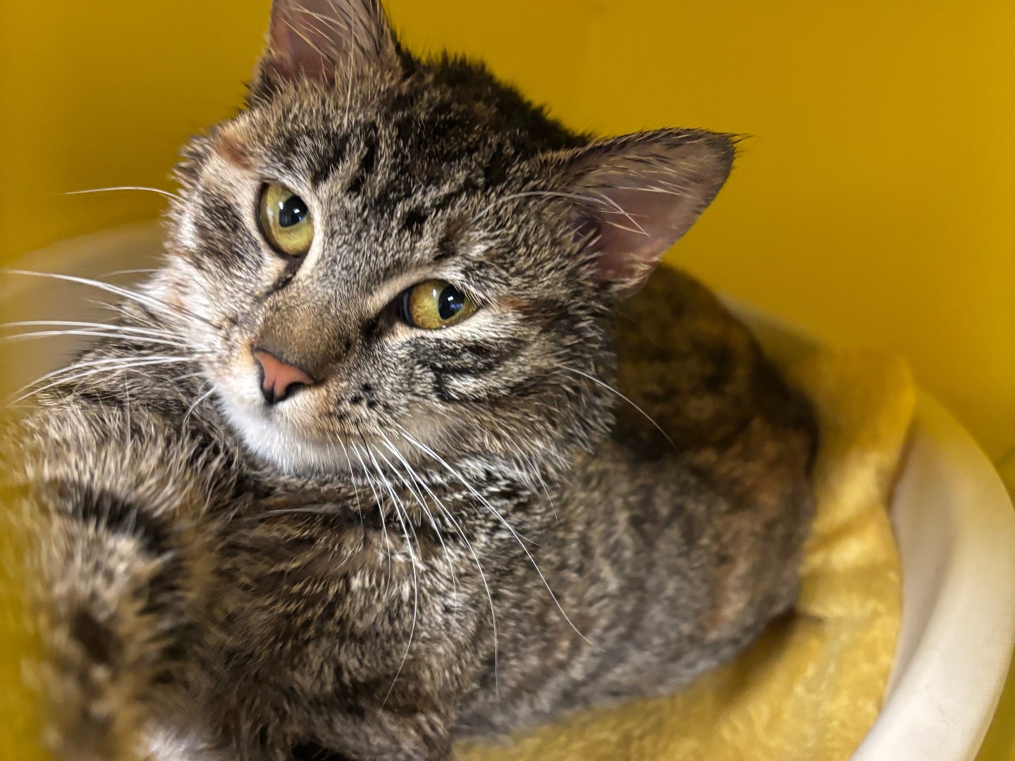 Adotta un gatto, femmina, 1 anno e 2 mesi, Brescia