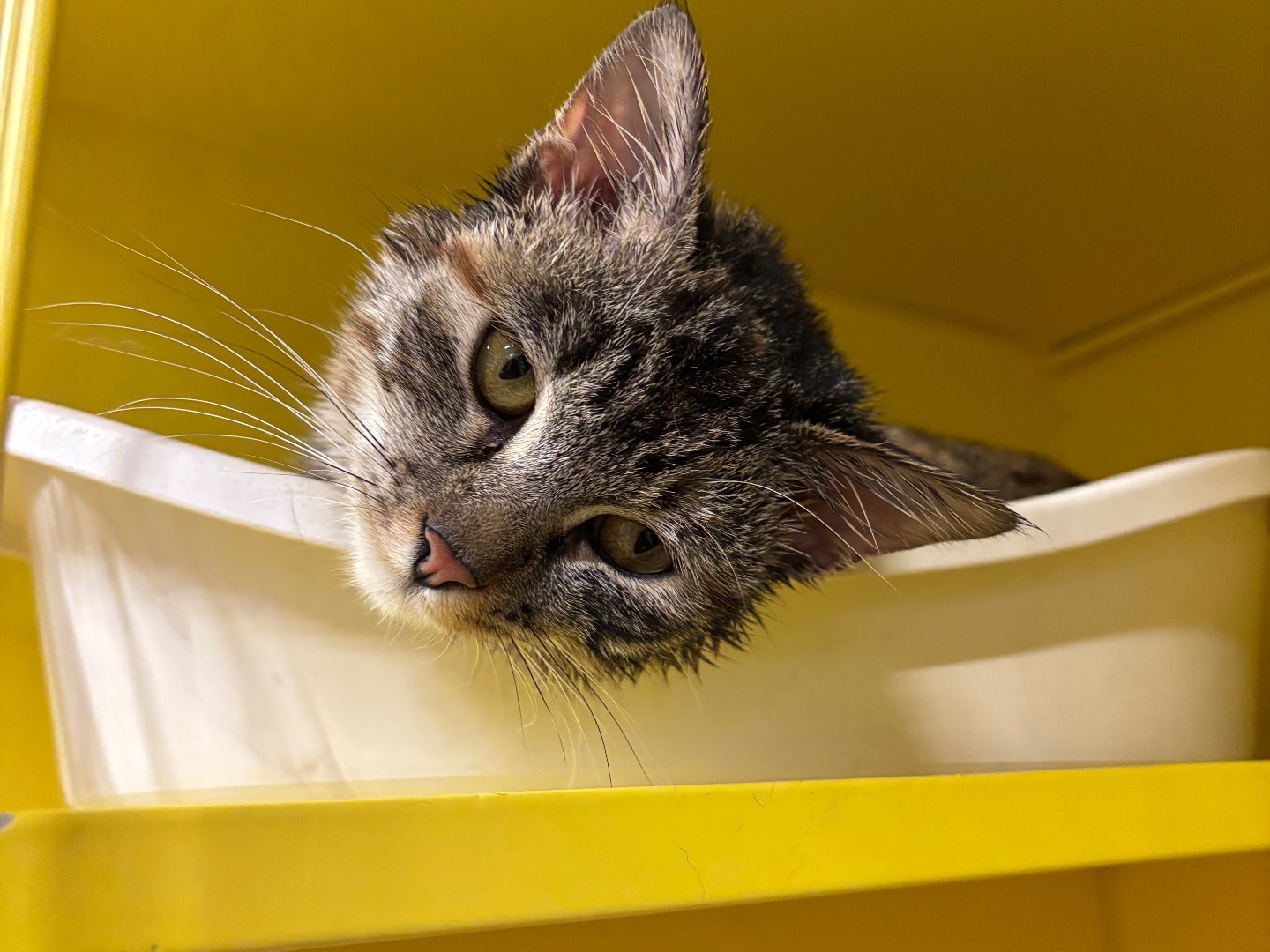 Adotta un gatto, taglia non valida, femmina, Brescia