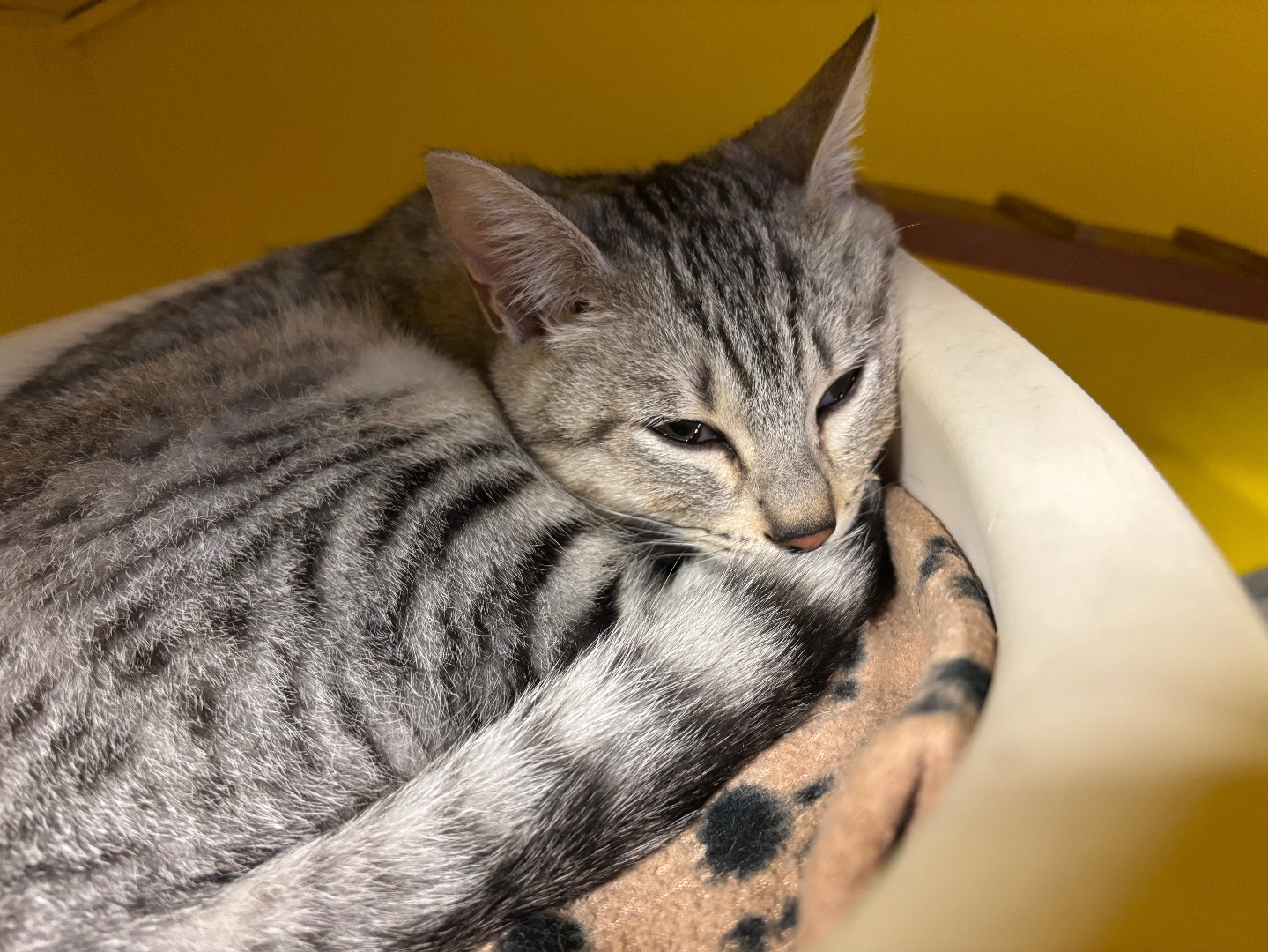 Adozione gatto, maschio, Razza sconosciuta Razza sconosciuta, 3 mesi, taglia non valida, Brescia