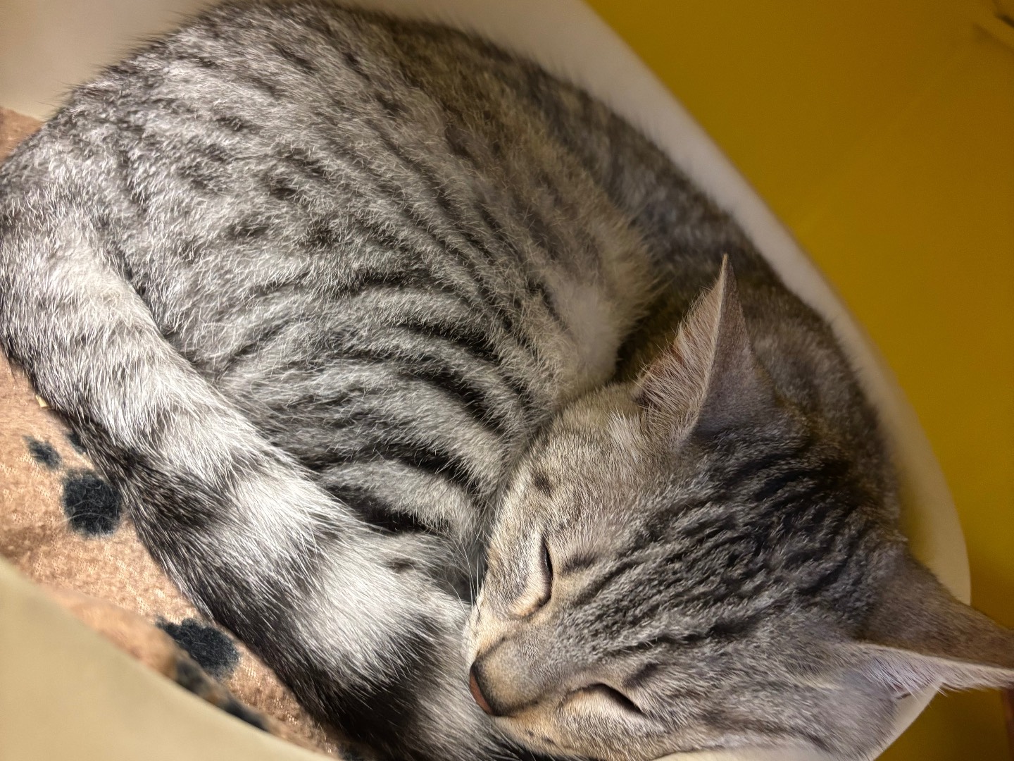 Adotta un gatto, maschio, 3 mesi, Brescia