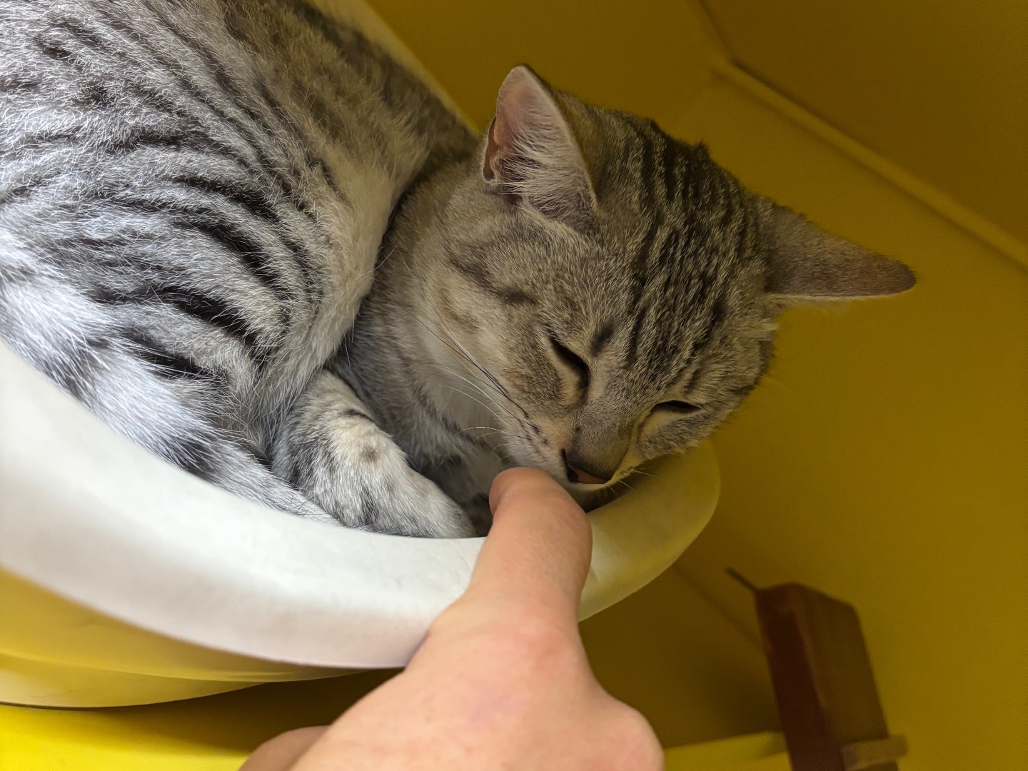 Adotta un gatto, taglia non valida, maschio, Brescia