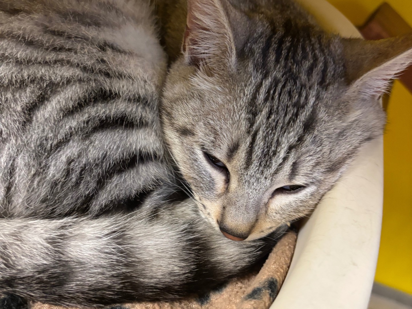 Vuoi adottare un gatto a Brescia?