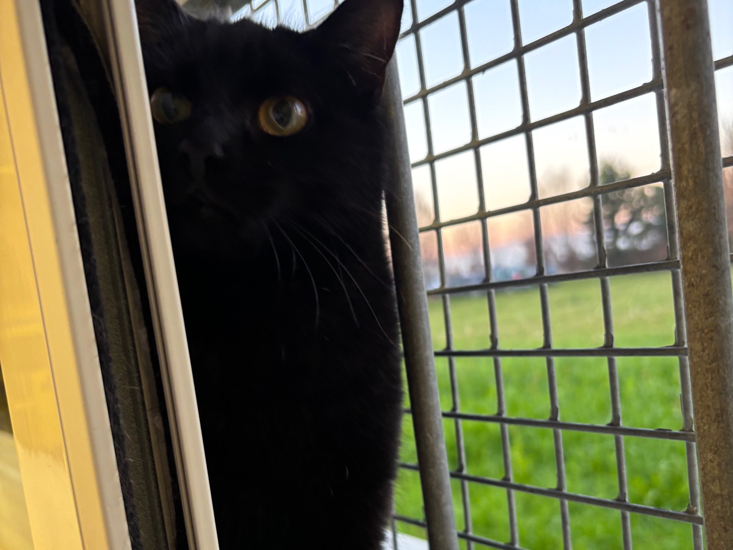 Adozione gatto, femmina, Razza sconosciuta Razza sconosciuta, 6 mesi, taglia non valida, Brescia