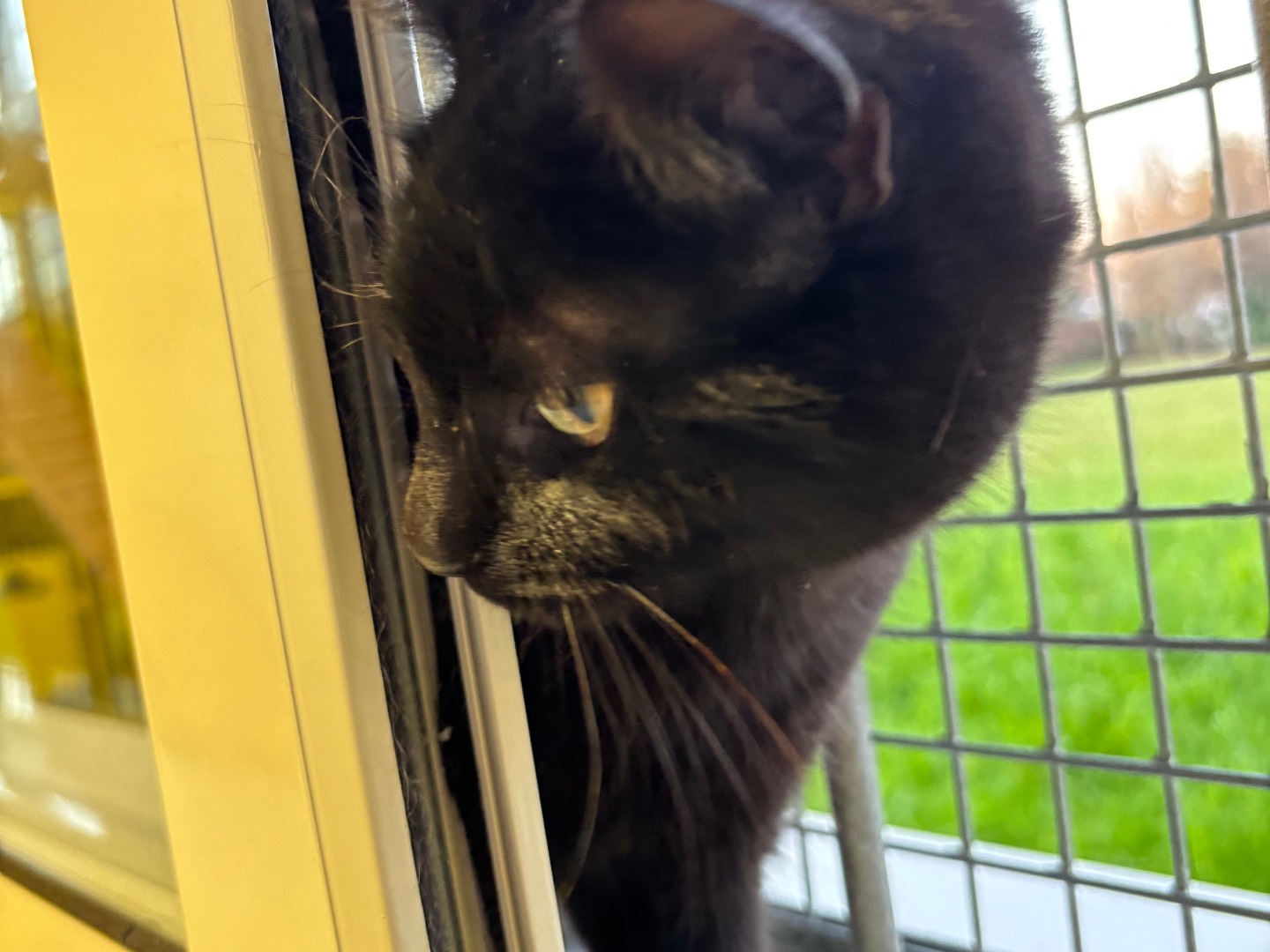 Adotta un gatto, femmina, 6 mesi, Brescia