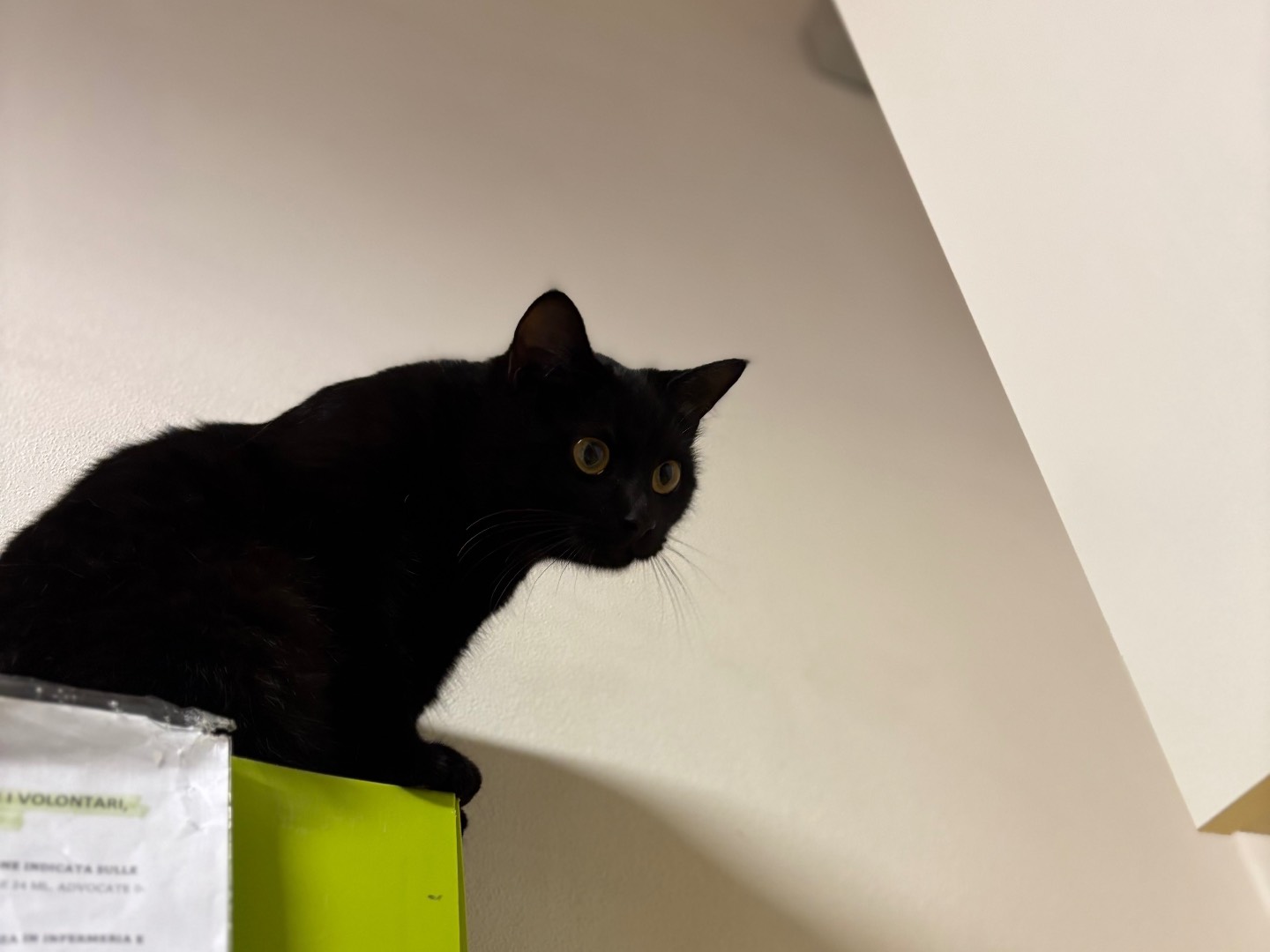 Adotta un gatto, taglia non valida, femmina, Brescia