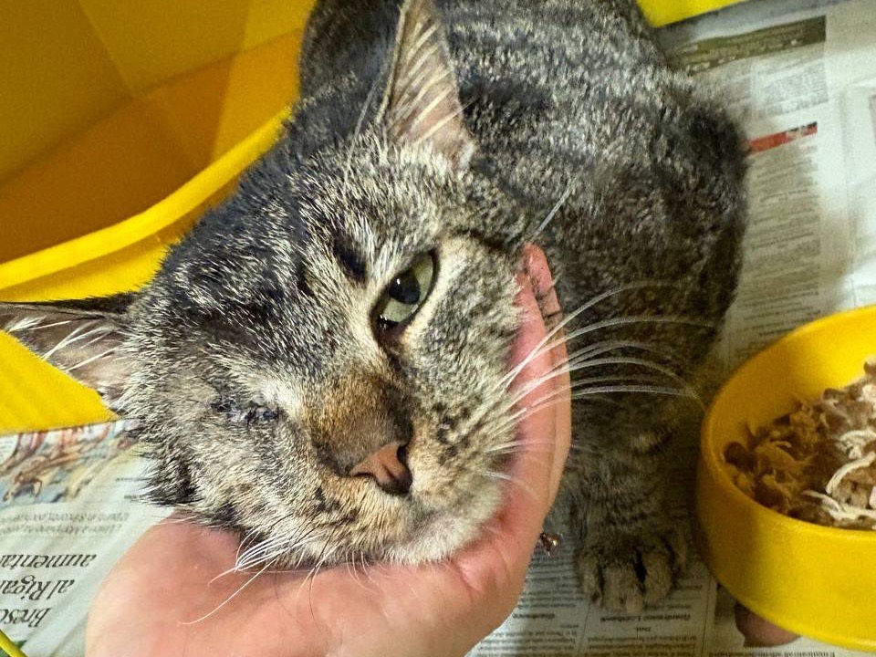Adozione gatto, maschio, Razza sconosciuta Razza sconosciuta, 2 anni e 3 mesi, taglia non valida, Brescia