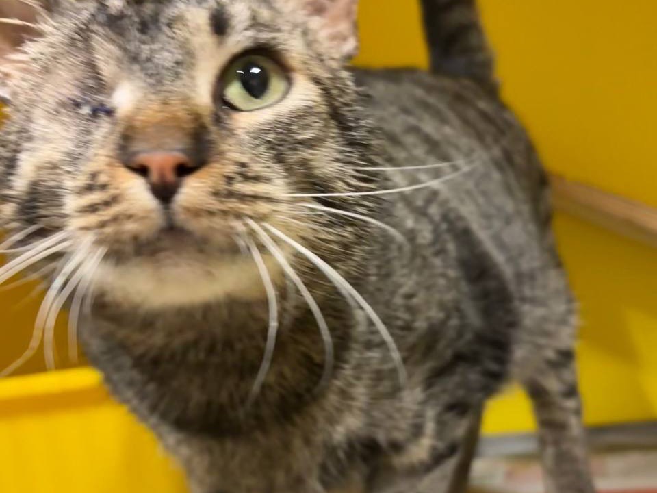 Adotta un gatto, maschio, 2 anni e 3 mesi, Brescia