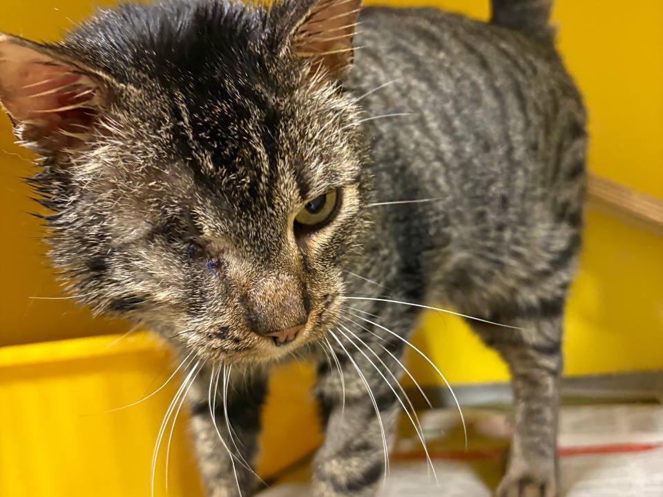 Adotta un gatto, taglia non valida, maschio, Brescia