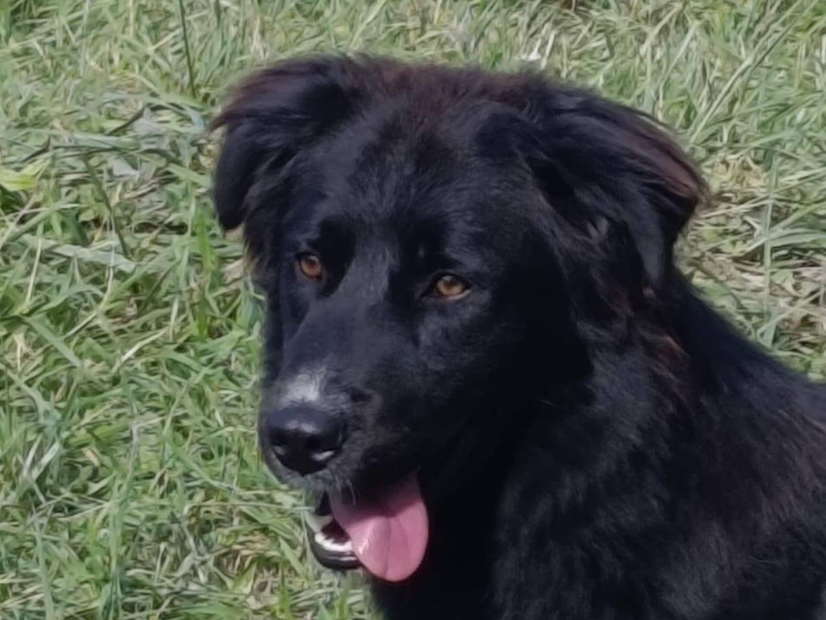 Adozione cane, maschio, Razza sconosciuta Razza sconosciuta, 2 anni, taglia media, Avellino