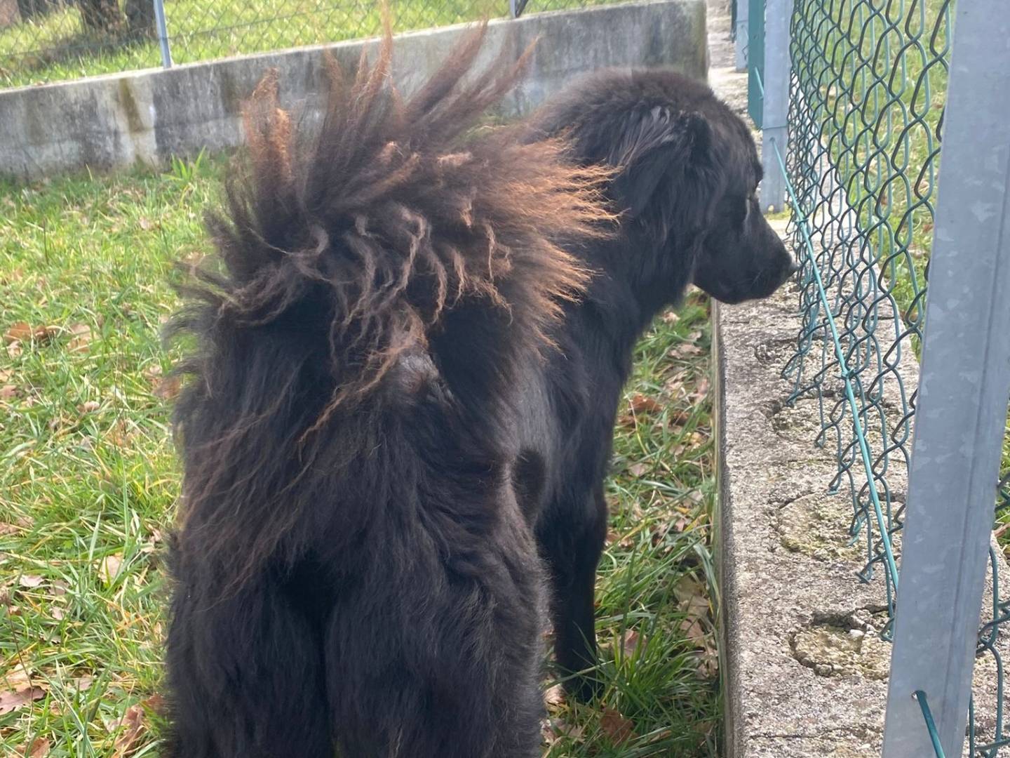 Adotta un cane, maschio, 2 anni, Avellino