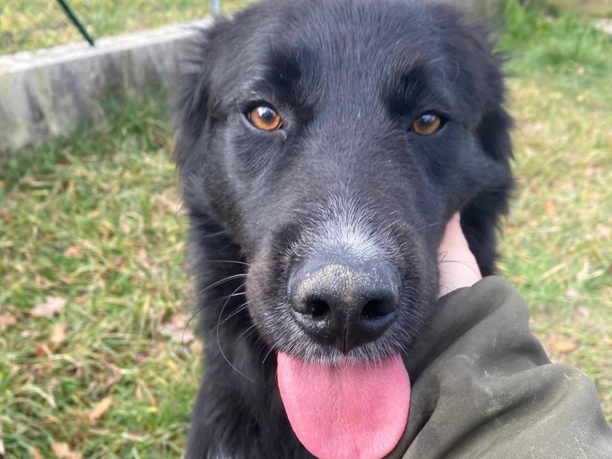 Vuoi adottare un cane a Avellino?