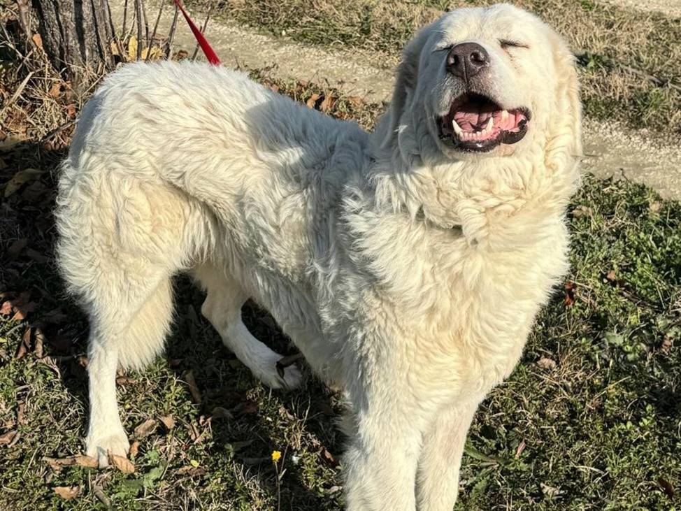 Adozione cane, maschio, Pastore maremmano Razza sconosciuta, 1 anno e 3 mesi, taglia gigante, Teramo