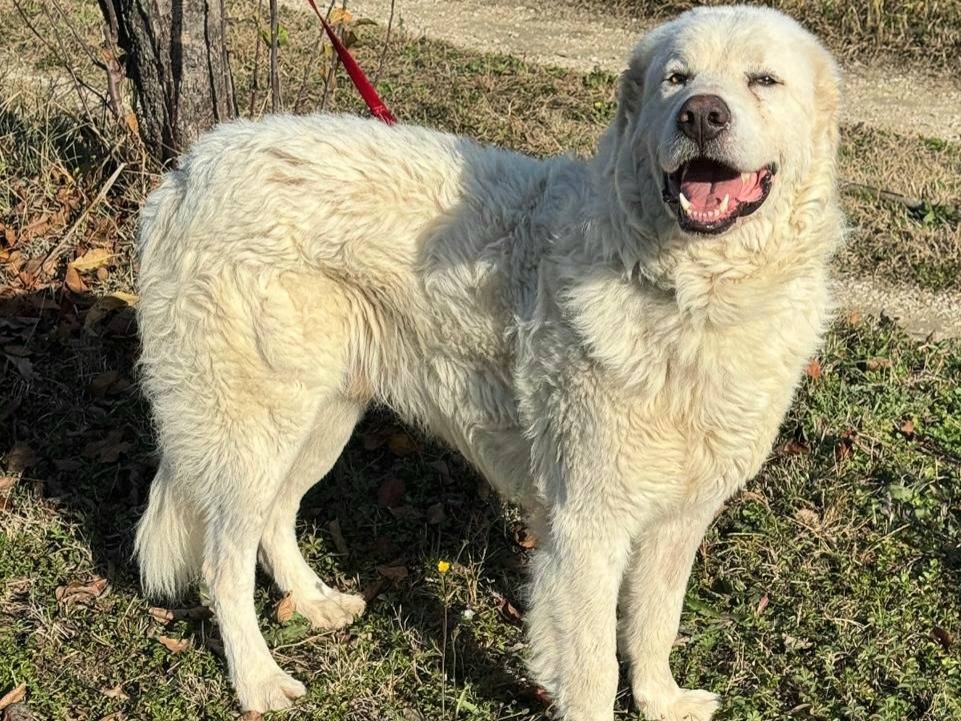 Adotta un cane, maschio, 1 anno e 3 mesi, Teramo