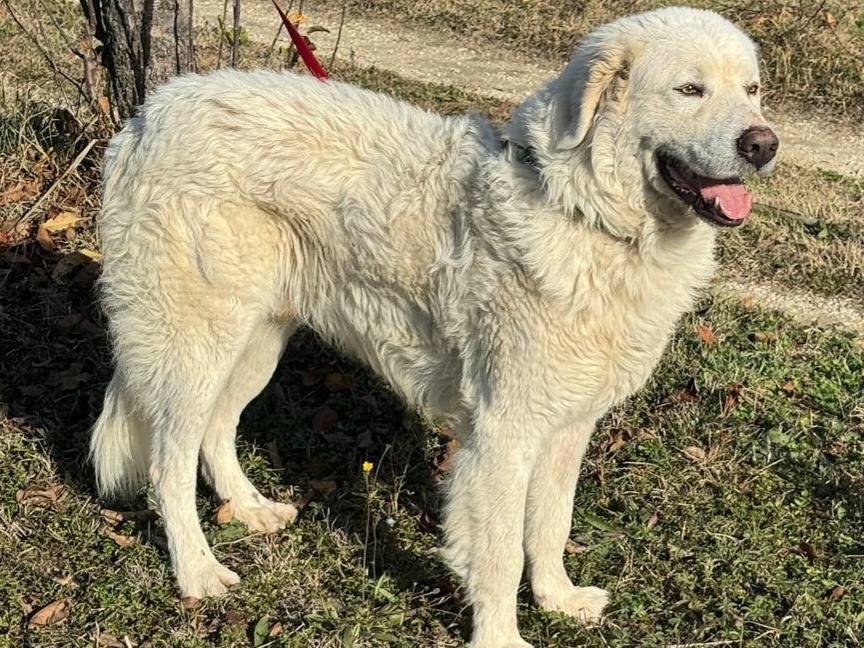 Adotta un cane, taglia gigante, maschio, Teramo