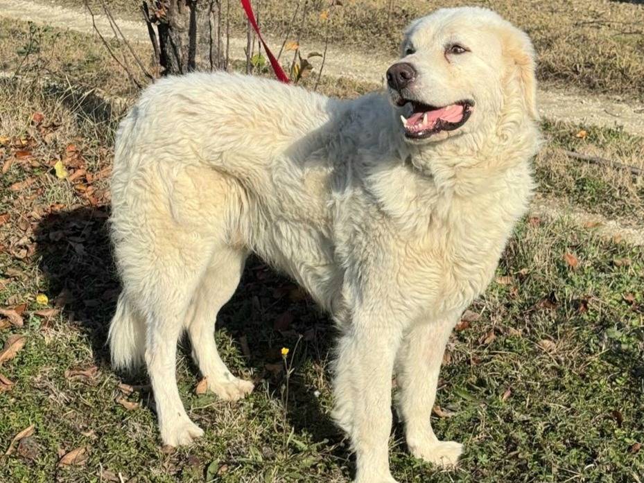 Vuoi adottare un cane a Teramo?