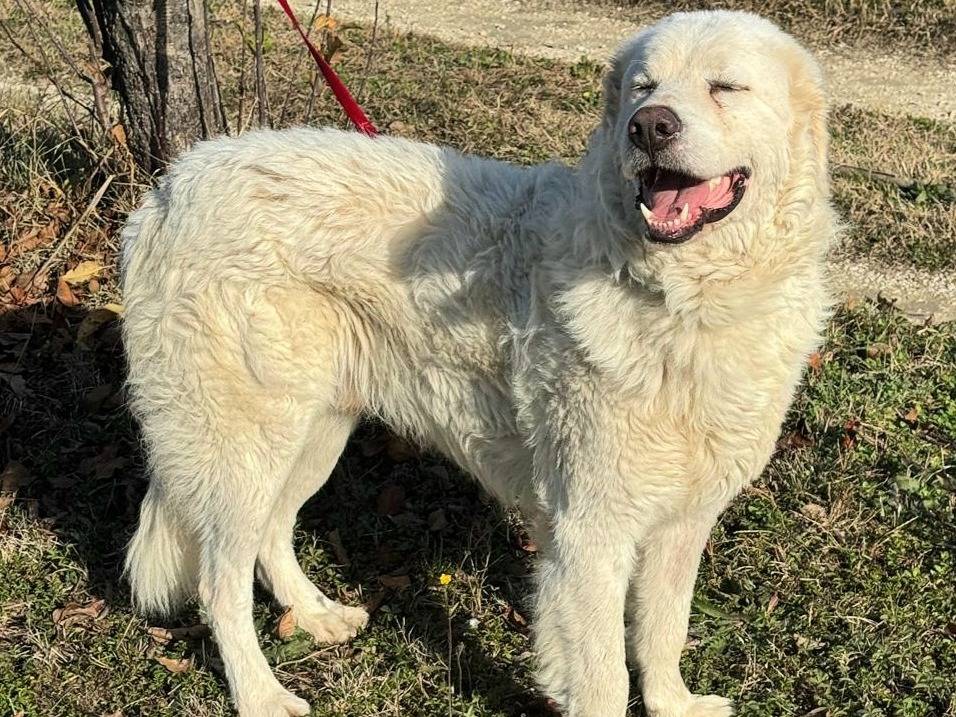 Adotta il cane Travis a Teramo