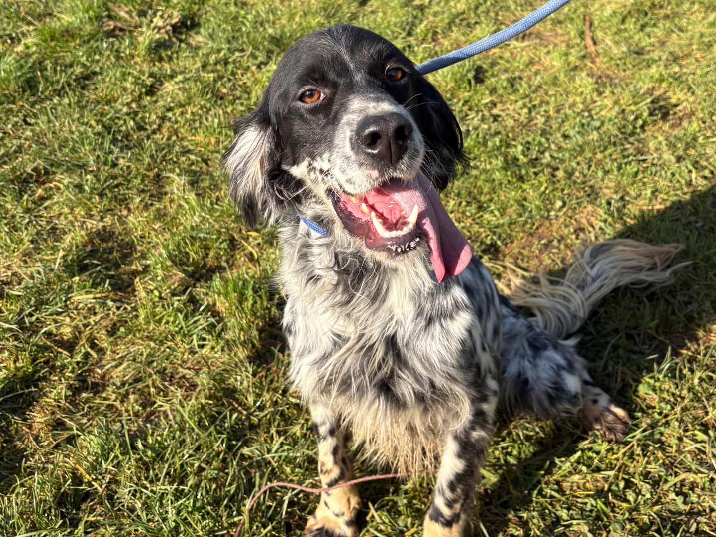 Adozione cane, maschio, Setter Inglese Razza sconosciuta, 1 anno e 3 mesi, taglia media contenuta, Frosinone