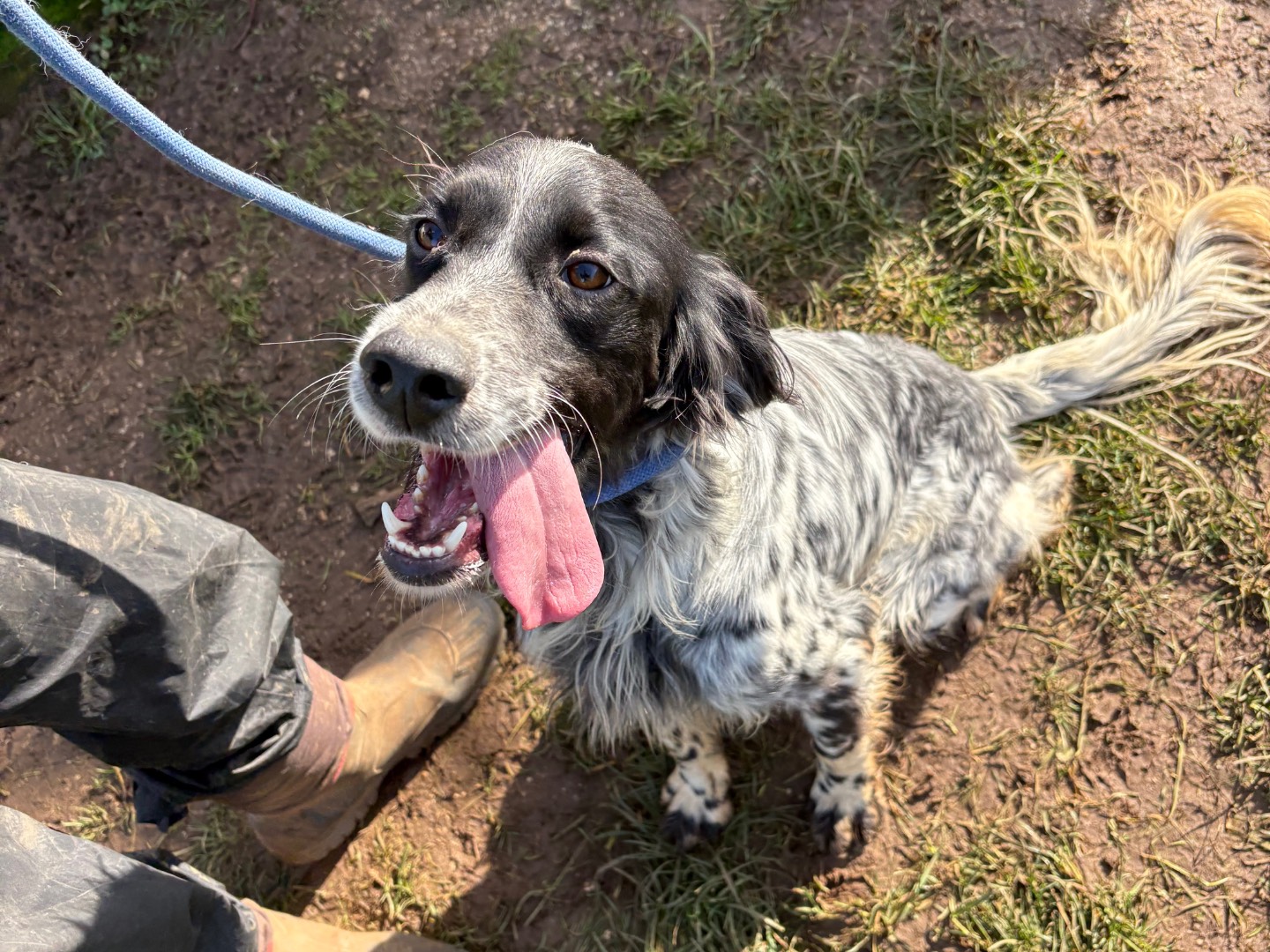 Adotta un cane, maschio, 1 anno e 3 mesi, Frosinone