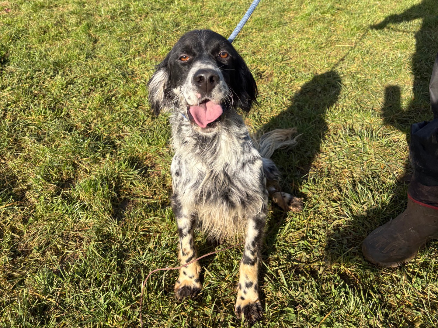 Adotta un cane, taglia media contenuta, maschio, Frosinone