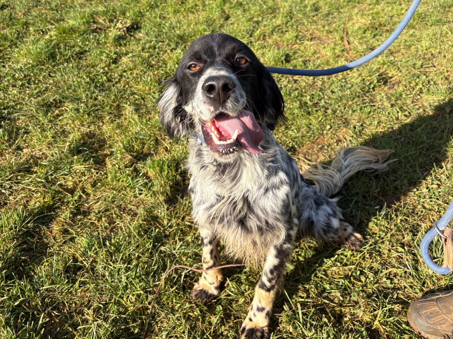 Adotta il cane Carioca a Frosinone
