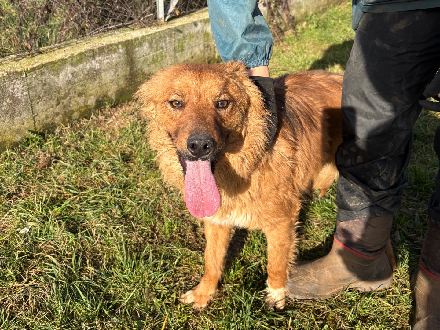 Adotta un cane, maschio, 2 anni e 5 mesi, Frosinone