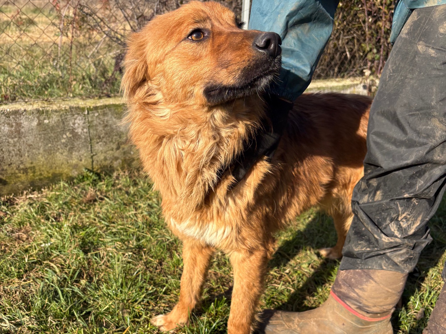 Adotta un cane, taglia media contenuta, maschio, Frosinone