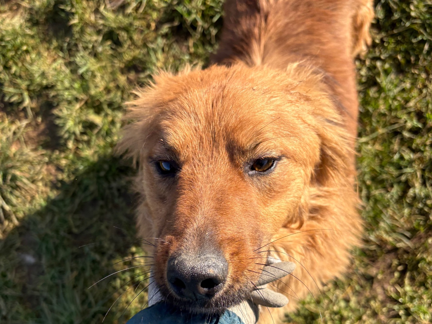 Vuoi adottare un cane a Frosinone?
