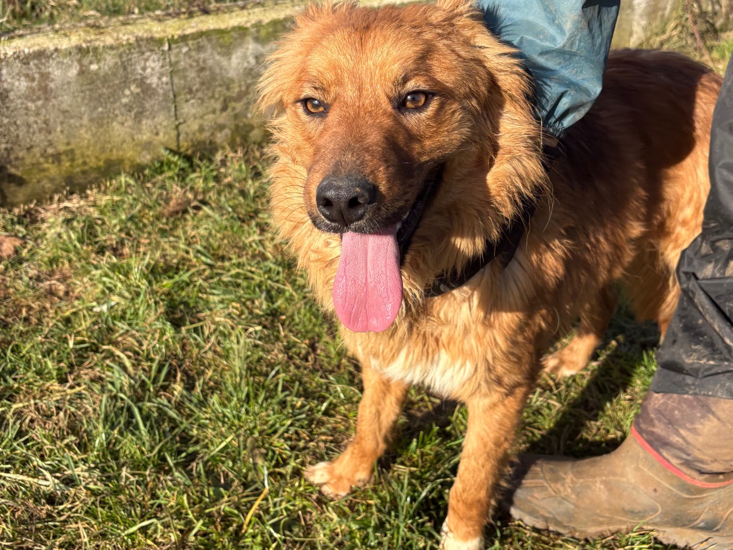 Adotta il cane Miele a Frosinone