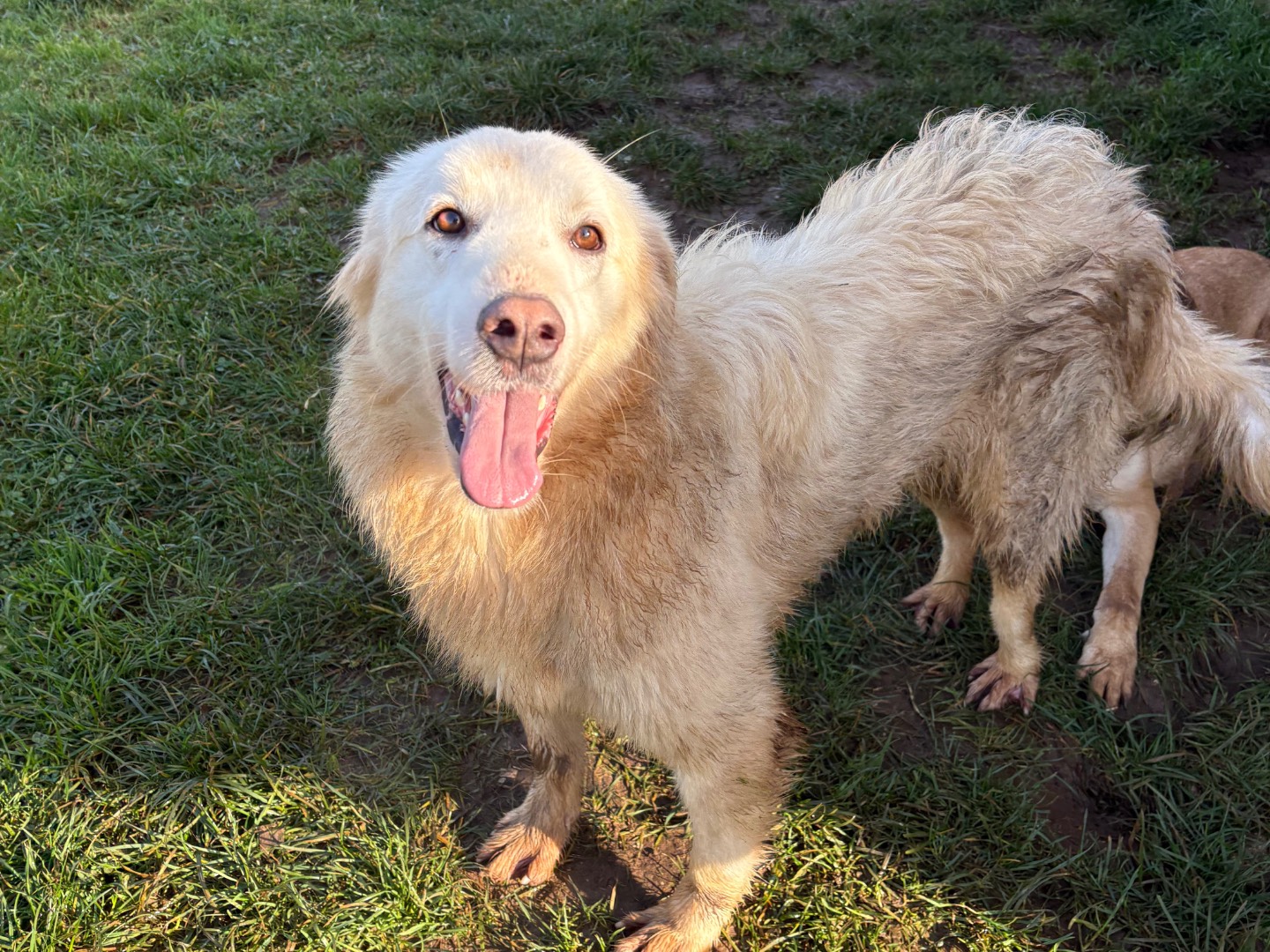 Adozione cane, femmina, Razza sconosciuta Razza sconosciuta, 1 anno e 9 mesi, taglia media, Frosinone