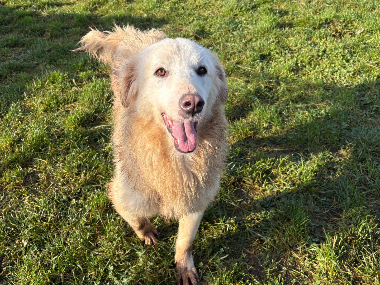 Adotta un cane, femmina, 1 anno e 9 mesi, Frosinone