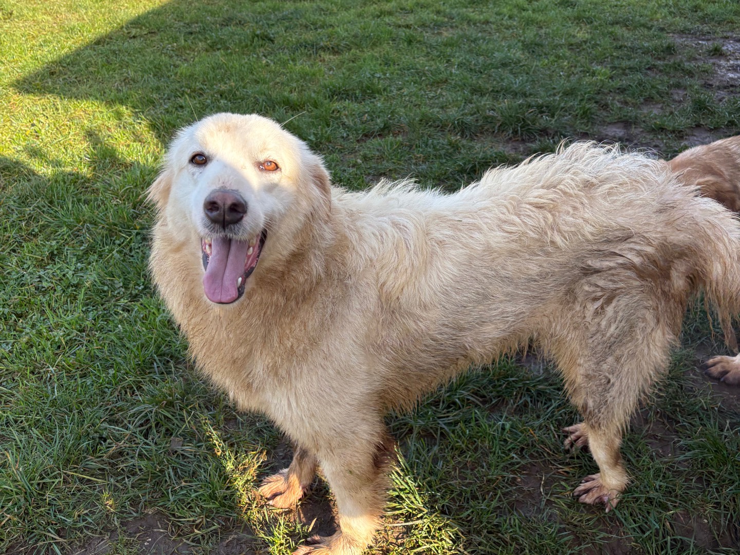 Adotta un cane, taglia media, femmina, Frosinone