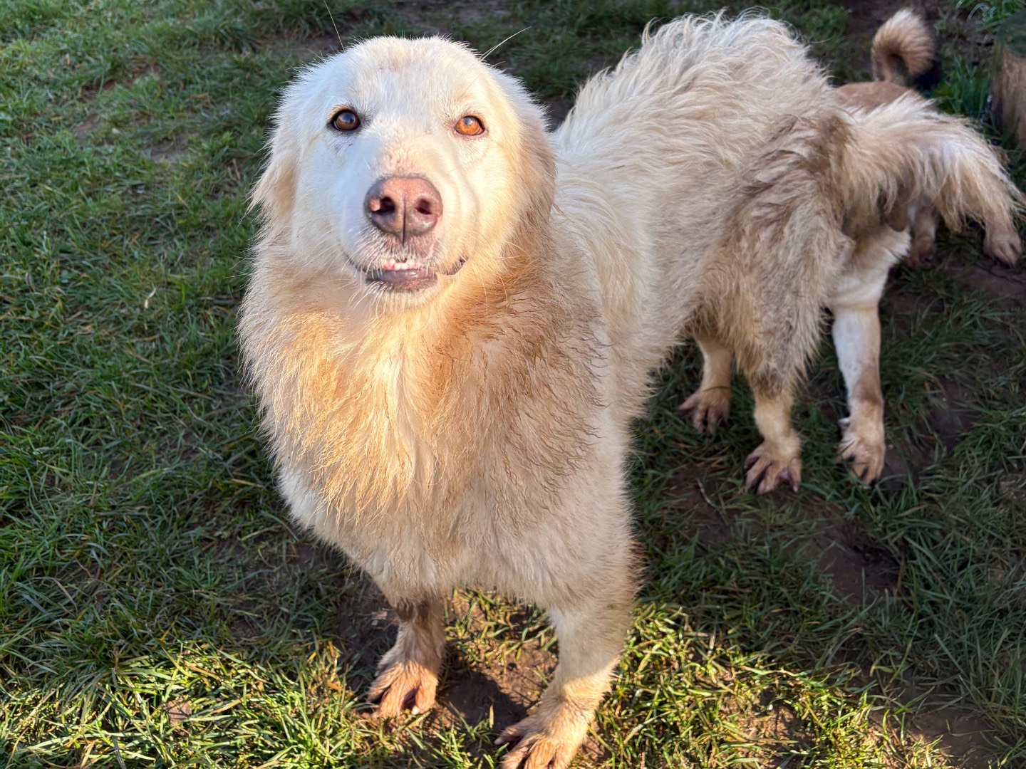Vuoi adottare un cane a Frosinone?