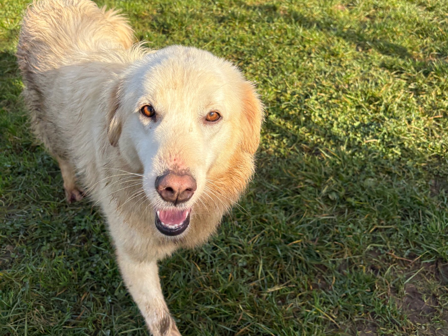 Adotta il cane Drusilla a Frosinone