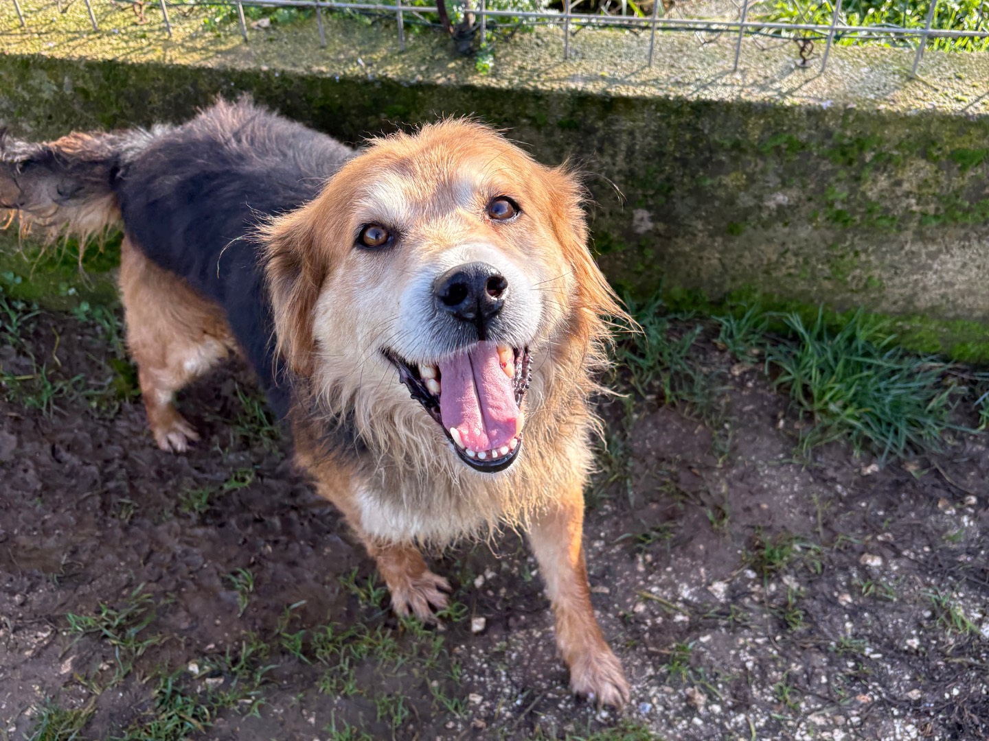 Adozione cane, maschio, Razza sconosciuta Razza sconosciuta, 5 anni e 5 mesi, taglia media contenuta, Frosinone