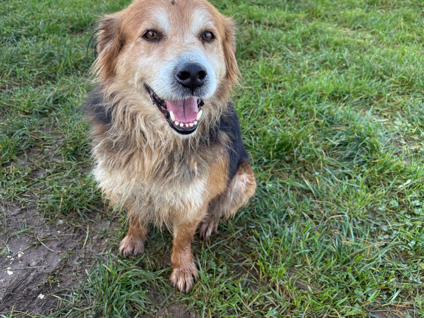 Adotta un cane, maschio, 5 anni e 5 mesi, Frosinone