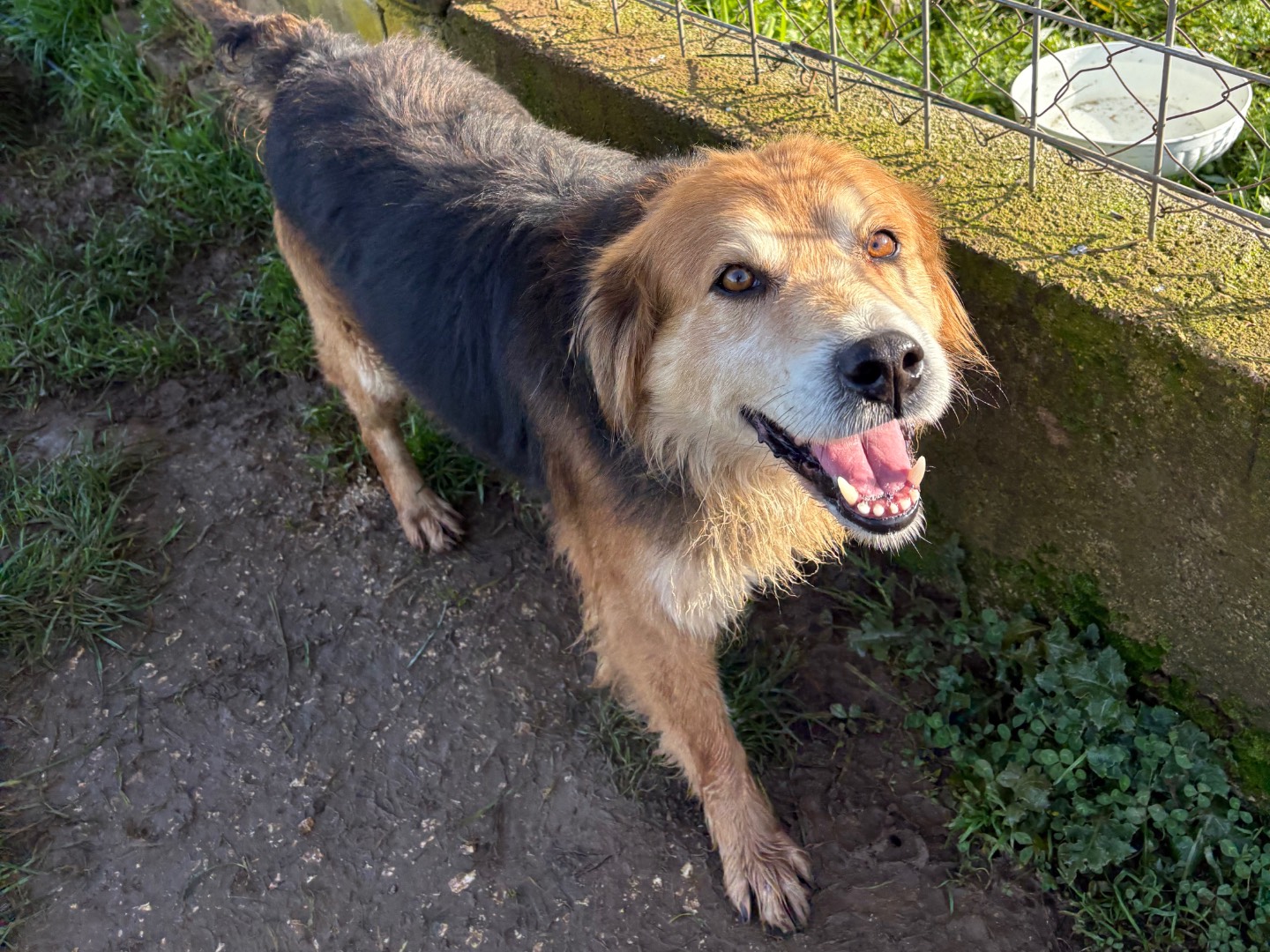 Adotta un cane, taglia media contenuta, maschio, Frosinone