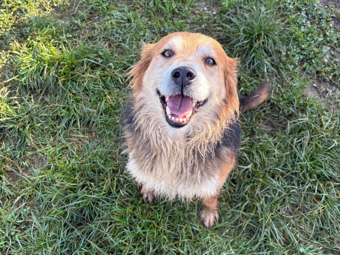 Vuoi adottare un cane a Frosinone?