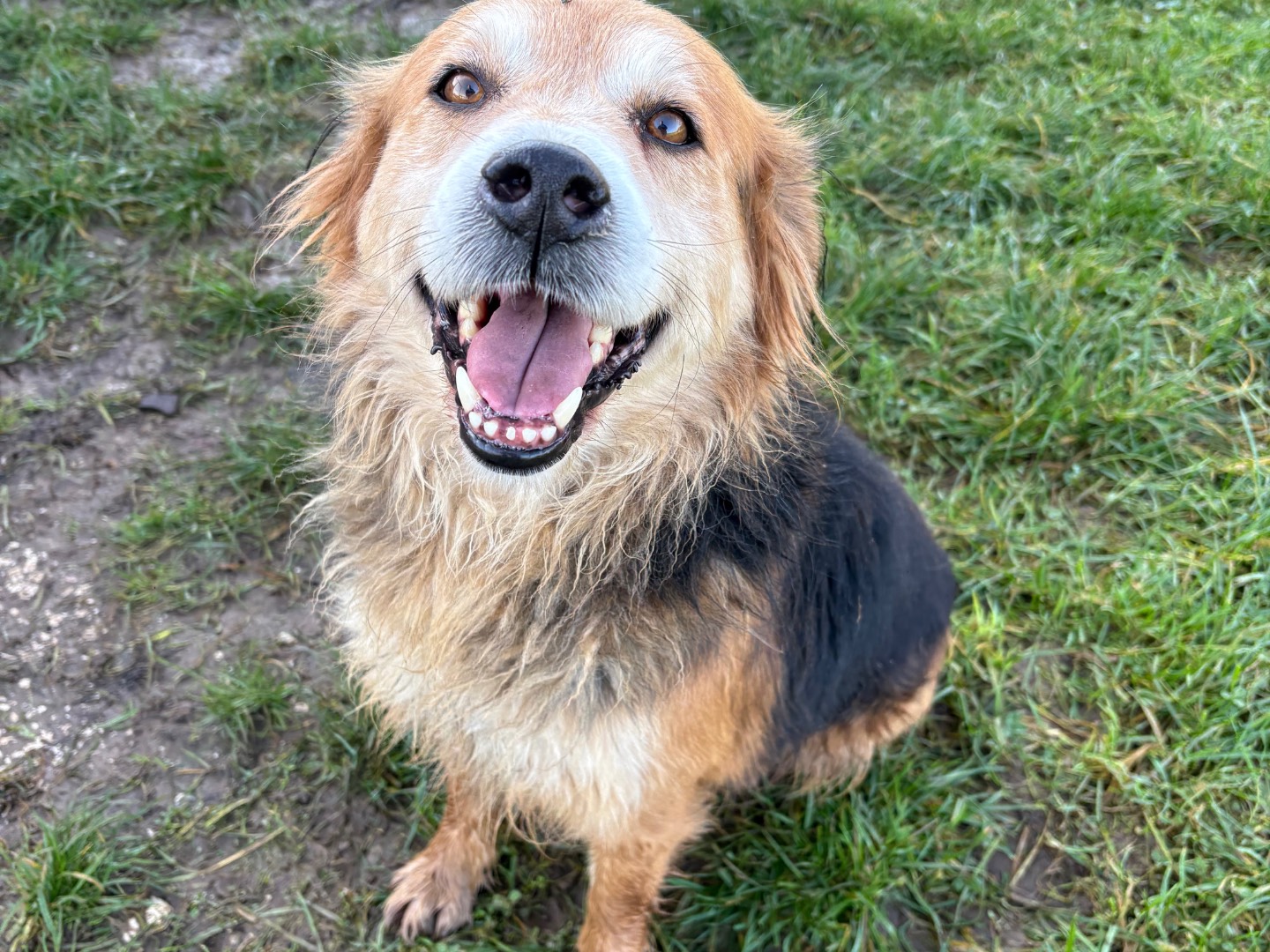 Adotta il cane Balù a Frosinone